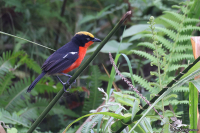 Laniarius mufumbiri; Papyrus gonolek; Papyrusbusktörnskata