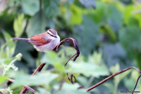 Tchagra australis; Brown-crowned tchagra; Brunkronad tchagra