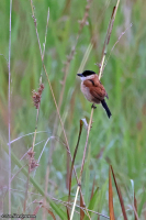 Tchagra minutus; Marsh tchagra; Sumptchagra
