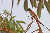 Bias musicus; Black-and-white shrike-flycatcher; Tofsmonarktörnskata