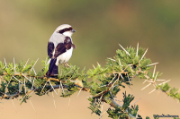 Lanius excubitoroides; Gray-backed fiscal; Gråryggig törnskata
