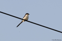 Lanius humeralis; Northern fiscal; Nordlig fiskaltörnskata