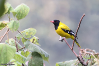 Oriolus percivali; Mountain oriole; Berggylling