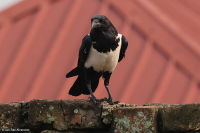 Corvus albus; Pied crow; Svartvit kråka