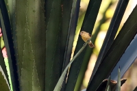 Sporophila torqueola; White-collared seedeater; Vithalsad fröfink