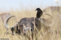 Ptilostomus afer; Piapiac; Piapiak