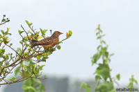 Amirafra rufocinnamomea; Flappet lark; Kanellärka