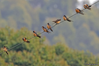 Cecropis daurica; Red-rumped swallow; Rostgumpsvala
