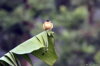 Cecropis daurica; Red-rumped swallow; Rostgumpsvala