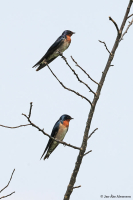 Hirundo angolensis; Angola swallow; Angolasvala