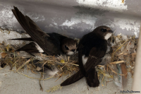 Psalidoprocne albiceps; White-headed saw-wing; Vithuvad svala