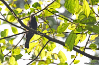 Melaniparus funereus; Dusky tit; Skiffermes
