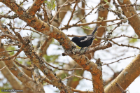 Melaniparus leucomelas; White-winged black tit; Vitvingad mes