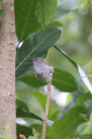 Eurillas virens; Little greenbul; Mindre grönbulbyl