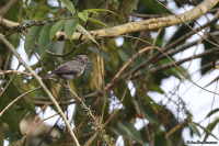 Stelgidillas gracilirostris; Slender-billed greenbul; Smalnäbbad grönbulbyl