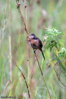 Melocichla mentalis; Moustached grass warbler; Mustaschsångare