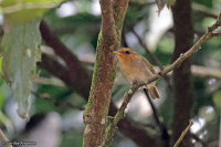 Phylloscopus laetus; Red-faced woodland warbler; Albertinesångare