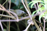 Graueria vittata; Grauer's warbler; Kivusångare