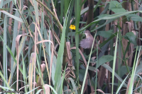 Bradypterus centralis; Highland rush-warbler; Berggräsfågel