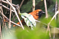 Bathmocercus rufus; Black-faced rufous warbler; Kongorävsångare