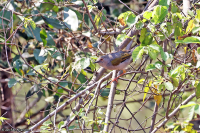 Camaroptera brevicaudata; Gray-backed camaroptera; Trumpetkamaroptera