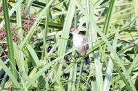 Cisticola chubbi; Chubb's cisticola; Lobeliacistikola