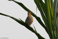 Cisticola erythrops; Red-faced cisticola; Rostkindad cistikola