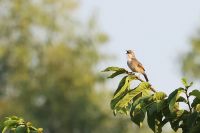 Cisticola lateralis; Whistling cisticola; Visselcistikola
