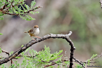 Cisticola woosnami; Trilling cisticola; Miombocistikola
