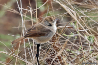 Cisticola woosnami; Trilling cisticola; Miombocistikola