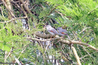 Drymocichla incana; Red-winged grey warbler; Rostvingesångare