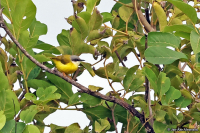 Eremomela canescens; Green-backed eremomela; Grönryggig eremomela