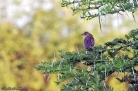 Cisticola brachypterus; Siffling Cisticola; Kortvingad cistikola
