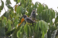 Schistolais leucopogon; White-chinned prinia; Vitstrupig sångare