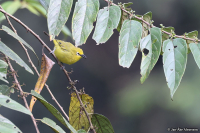 Zosterops stuhlmanni; Green white-eye; Grön glasögonfågel