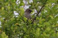 Turdoides jardineii; Arrow-marked babbler; Fläckig skriktrast
