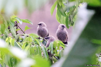 Turdoides sharpei; Black-lored babbler; Tygelskriktrast
