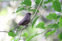 Artomyias fuliginosa; Sooty flycatcher; Sotbrun flugsnappare