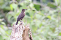 Melaenornis edolioides; Northern black flycatcher; Svart flugsnappare