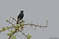 Melaenornis edolioides; Northern black flycatcher; Svart flugsnappare
