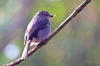 Melaenornis fischeri; White-eyed slaty flycatcher; Vitögd flugsnappare