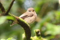 Muscicapa adusta; African dusky flycatcher; Mörkgrå flugsnappare