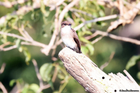 Muscicapa aquatica; Swamp flycatcher; Sumpflugsnappare