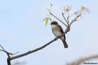 Muscicapa aquatica; Swamp flycatcher; Sumpflugsnappare