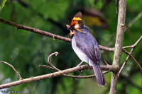 Muscicapa caerulescens; Ashy flycatcher; Askflugsnappare