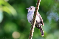 Muscicapa caerulescens; Ashy flycatcher; Askflugsnappare