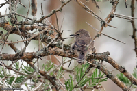 Muscicapa caerulescens; Ashy flycatcher; Askflugsnappare