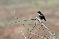Myrmecocichla nigra; Sooty chat; Vitskuldrad termitskvätta