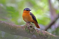 Sheppardia polioptera; Grey-winged robin-chat; Gråvingad akalat