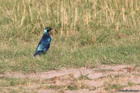 Lamprotornis chalybaeus; Greater blue-eared glossy starling; Blåkindad glansstare